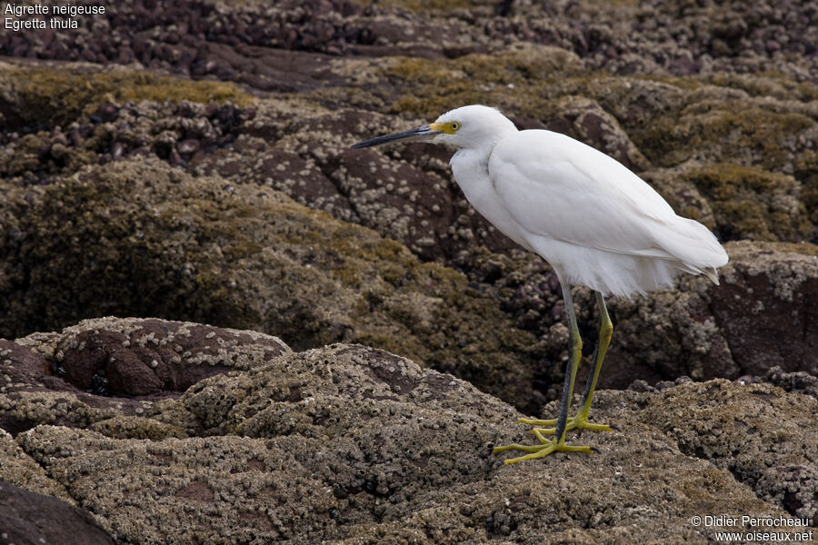 Aigrette neigeuse