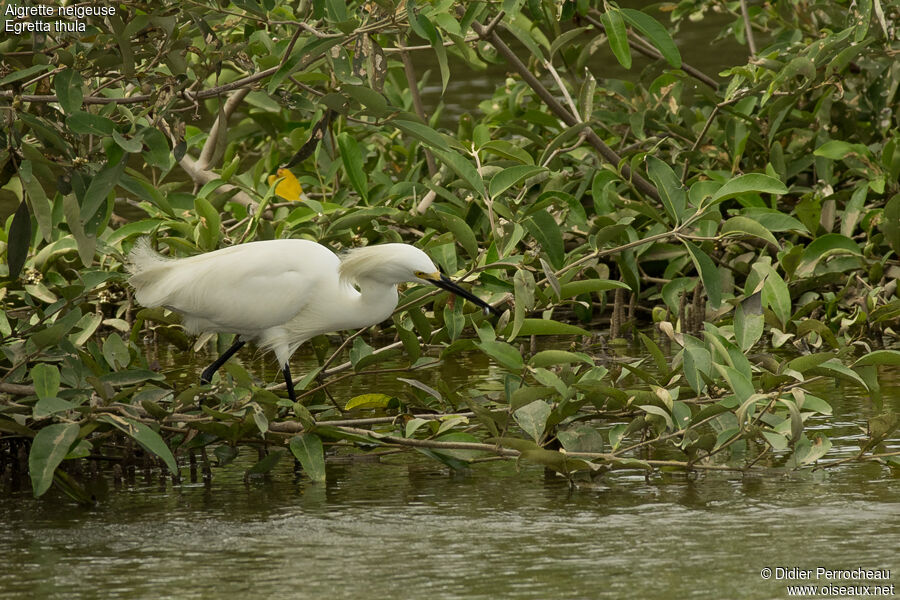 Snowy Egret