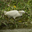 Aigrette neigeuse