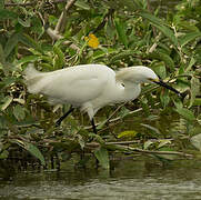 Snowy Egret