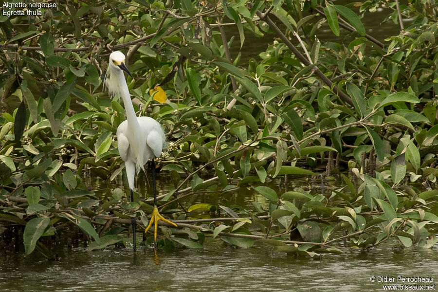 Aigrette neigeuse