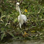 Snowy Egret