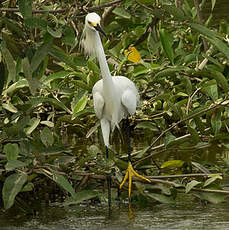 Aigrette neigeuse