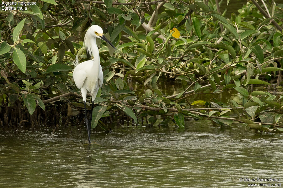 Snowy Egret