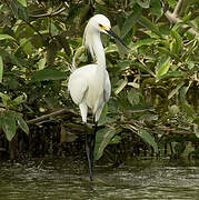 Snowy Egret