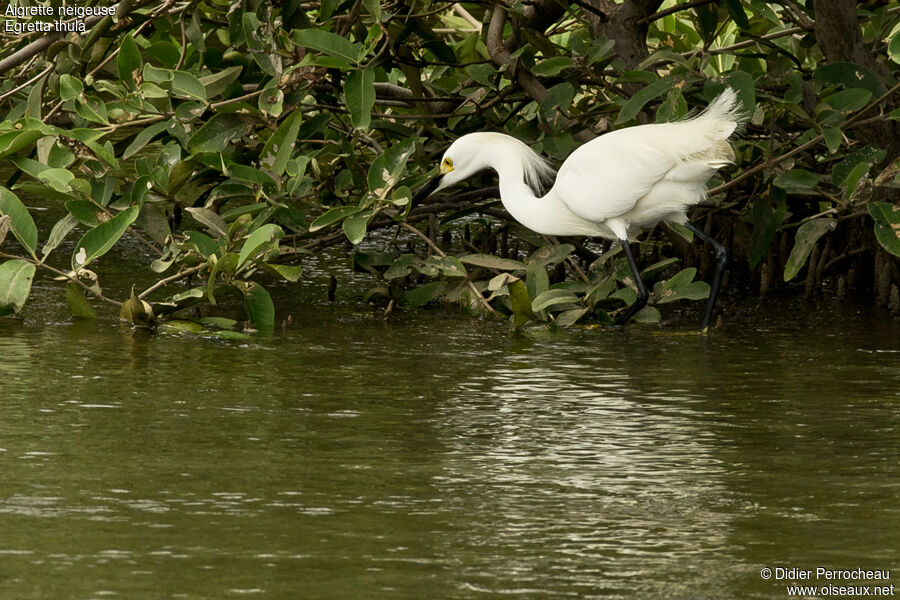 Snowy Egret