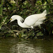Aigrette neigeuse