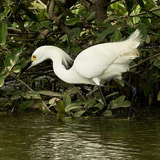Aigrette neigeuse