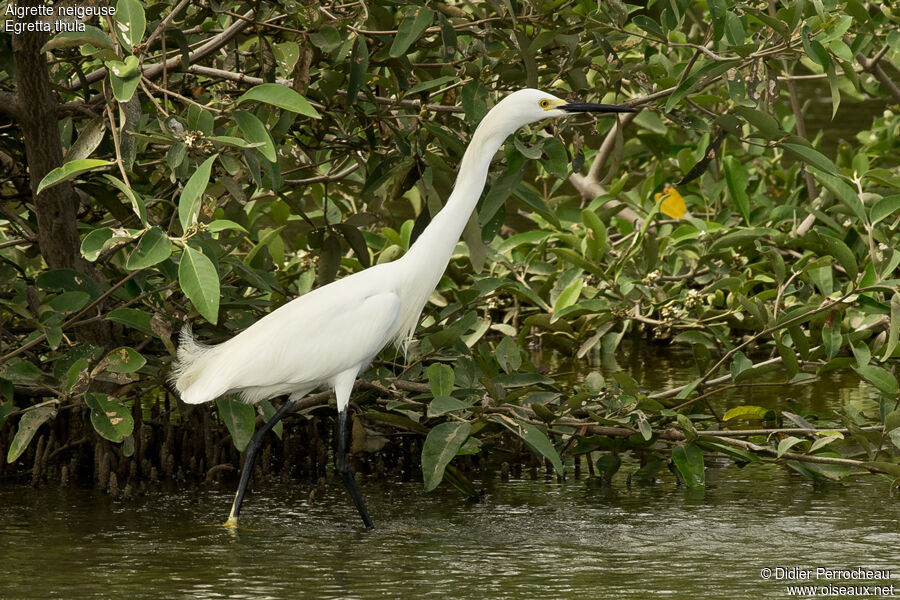 Aigrette neigeuse