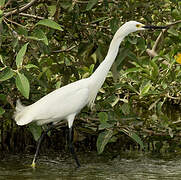 Snowy Egret