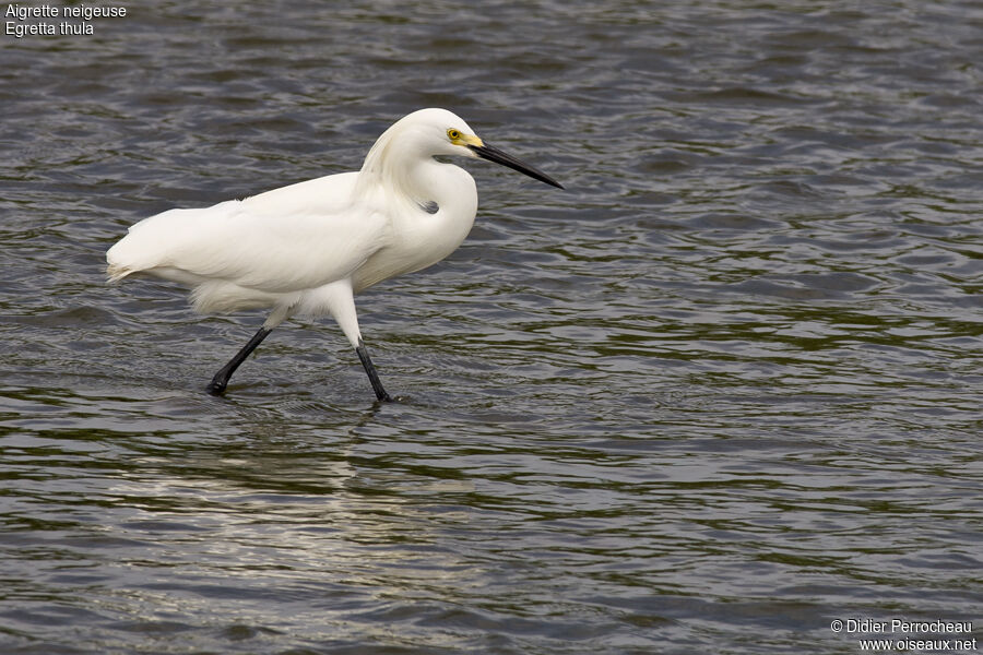 Aigrette neigeuse