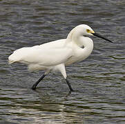 Snowy Egret