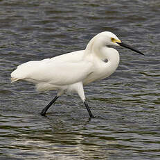 Aigrette neigeuse