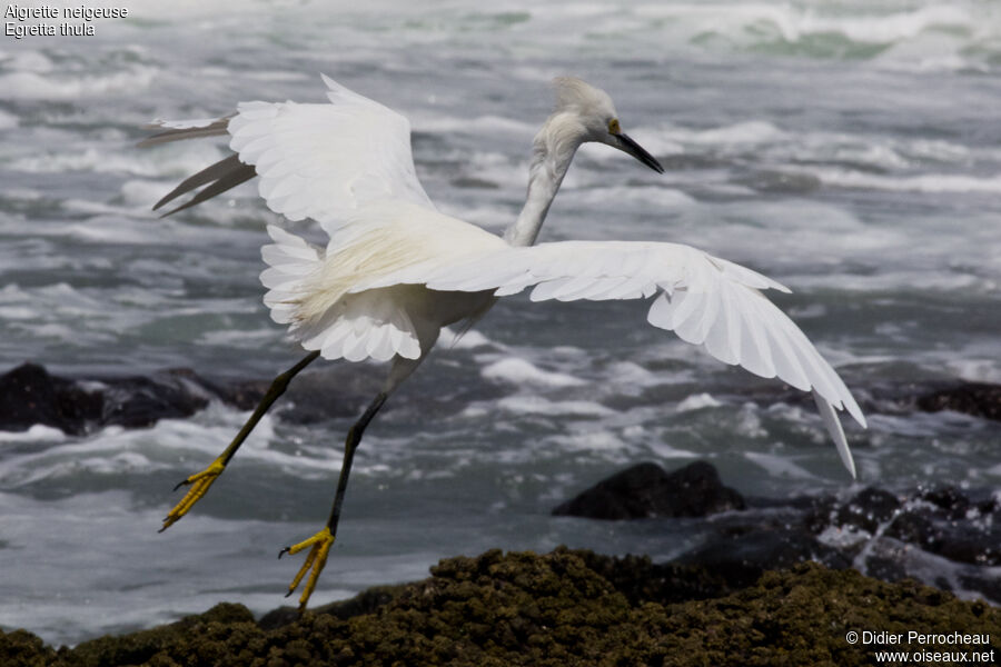 Aigrette neigeuse