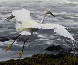 Aigrette neigeuse