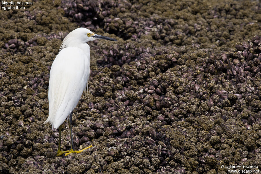 Snowy Egret