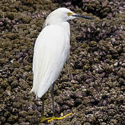 Snowy Egret