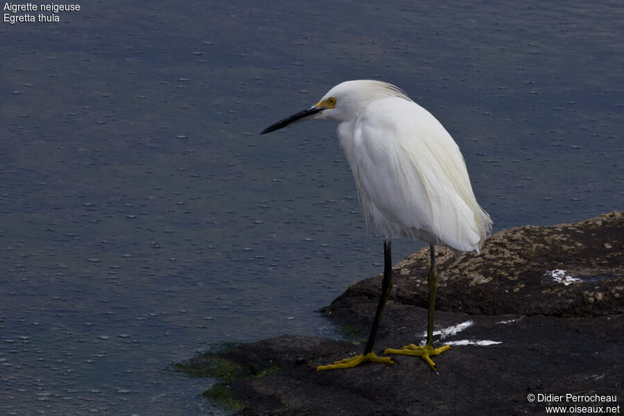 Snowy Egret