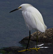 Aigrette neigeuse