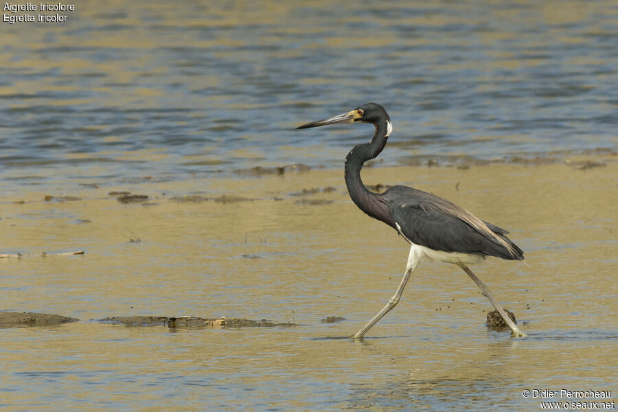 Tricolored Heron