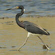 Aigrette tricolore