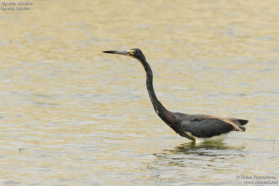 Tricolored Heron