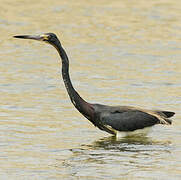 Tricolored Heron