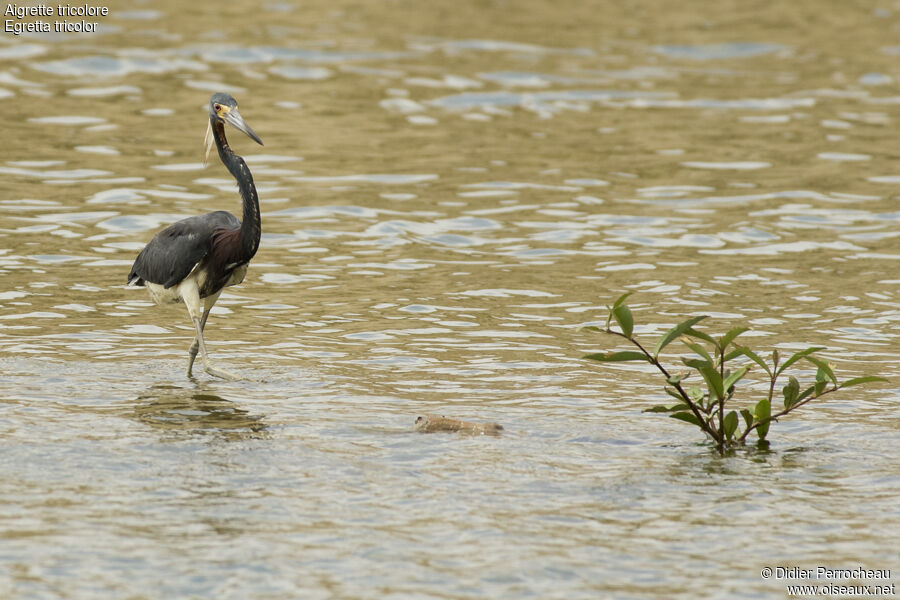 Tricolored Heron