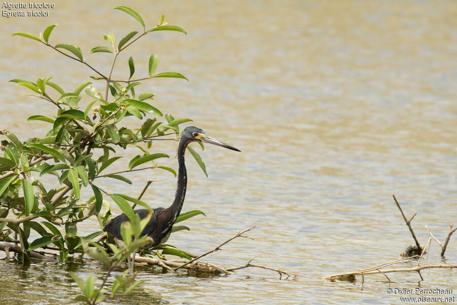 Tricolored Heron