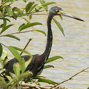 Aigrette tricolore