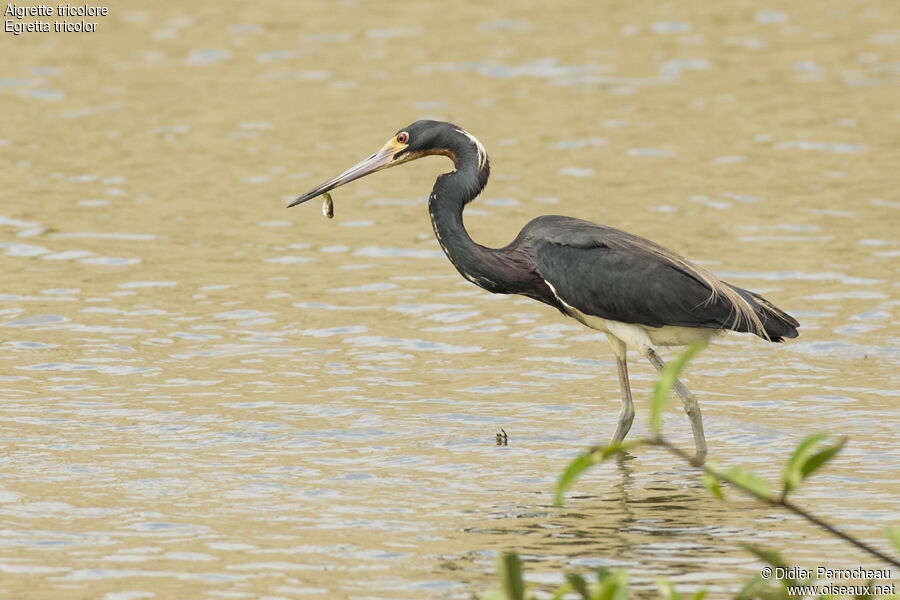 Tricolored Heron