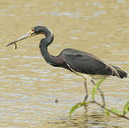 Tricolored Heron