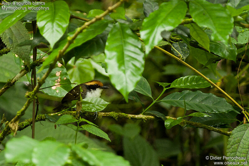 White-browed Antbird