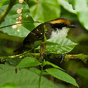 White-browed Antbird