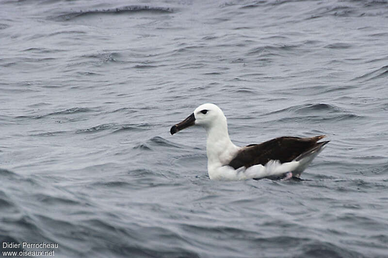 Albatros à sourcils noirs1ère année, identification