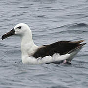 Albatros à sourcils noirs