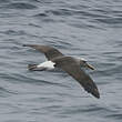 Albatros de Buller