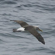 Albatros de Buller