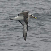 Albatros de Buller