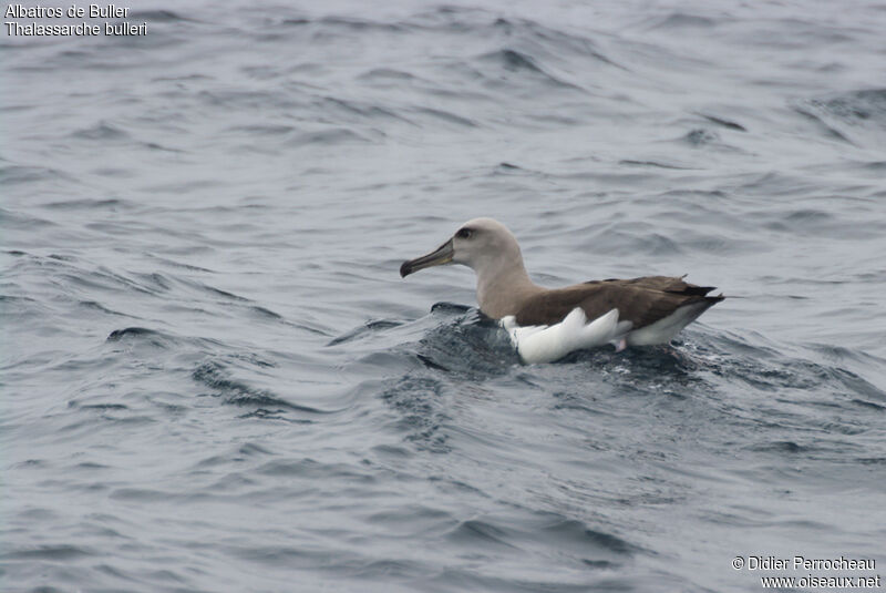 Albatros de Bullerimmature