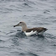 Buller's Albatross