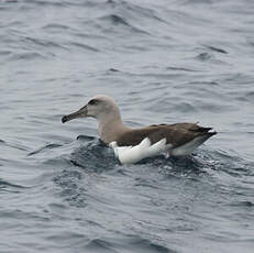 Albatros de Buller