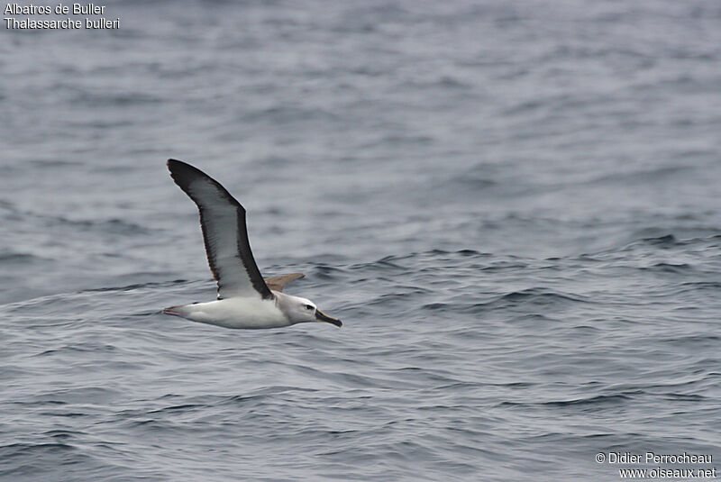Albatros de Buller, Vol
