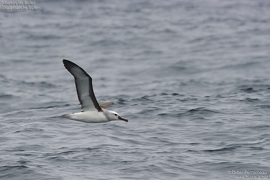 Albatros de Buller, Vol