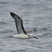 Buller's Albatross