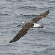 Buller's Albatross