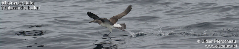 Albatros de Bullerimmature, Vol