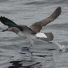 Albatros de Buller