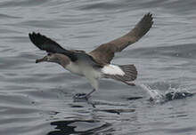 Albatros de Buller