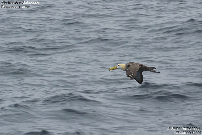Albatros des Galapagos, Vol